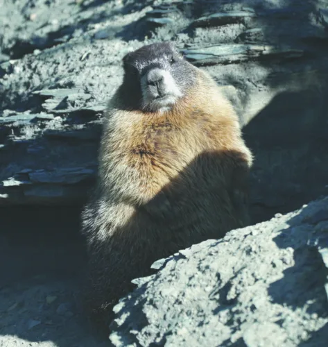 Fat Marmot Week puts spotlight on alpine rodent